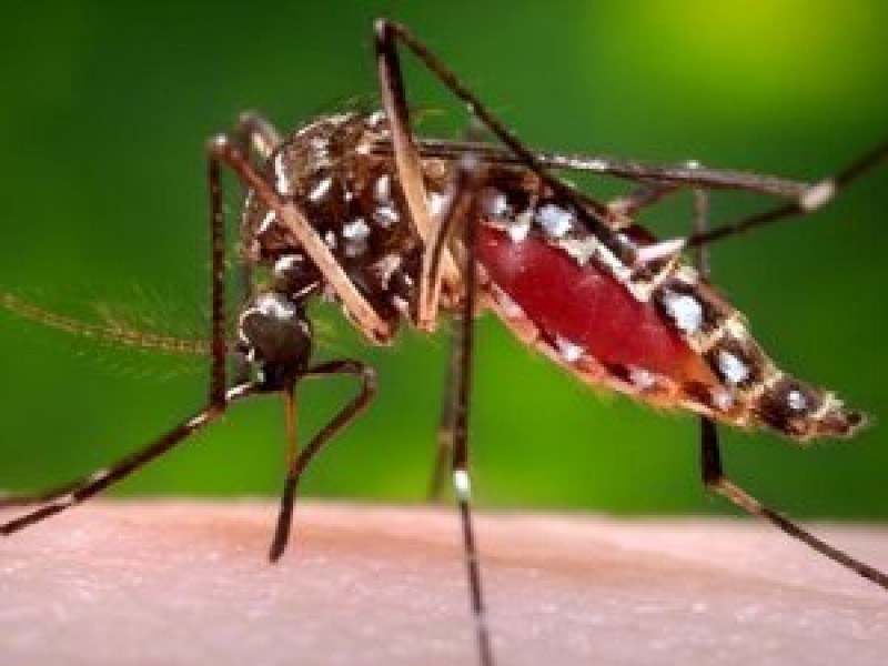 Dengue fever