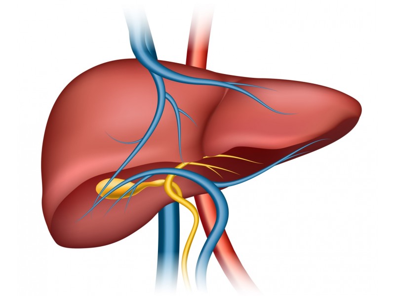 Which medications work best for treating a fatty liver?